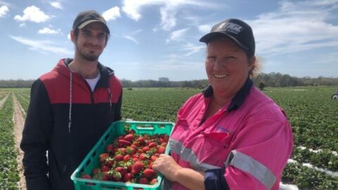 gaji kerja di perkebunan Australia