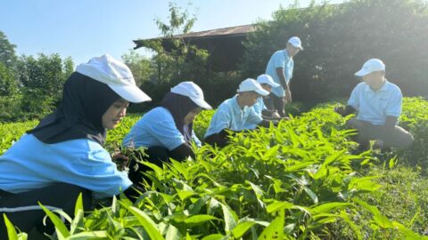 gaji magang di Jepang bidang pertanian
