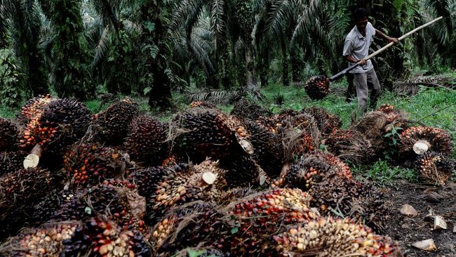 gaji pekerja kelapa sawit di Malaysia